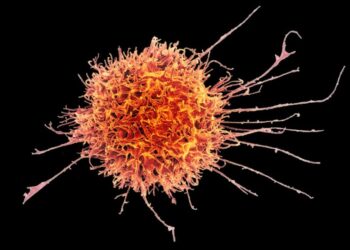 Engineered “natural killer” cells could help fight cancer