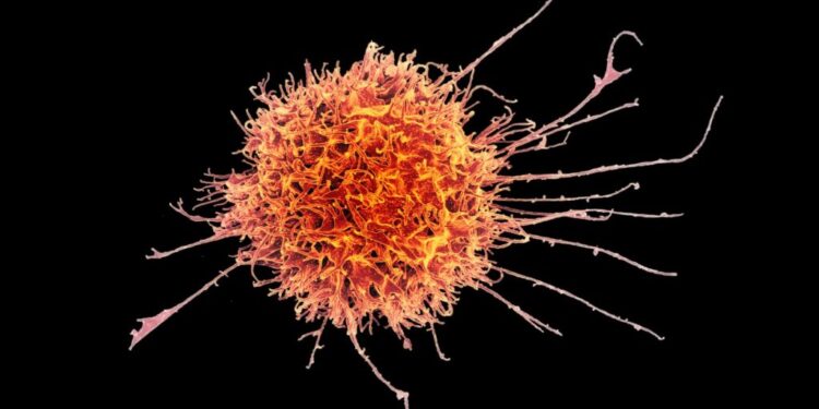 Engineered “natural killer” cells could help fight cancer