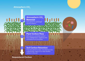 Genes Have Harnessed Physics to Help Grow Living Things