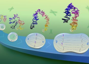 In a surprising discovery, scientists find tiny loops in the genomes of dividing cells