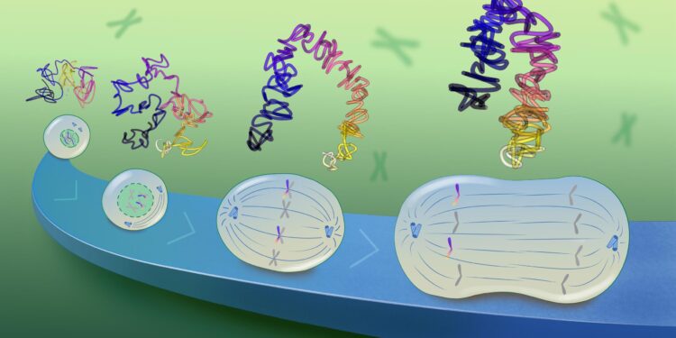 In a surprising discovery, scientists find tiny loops in the genomes of dividing cells