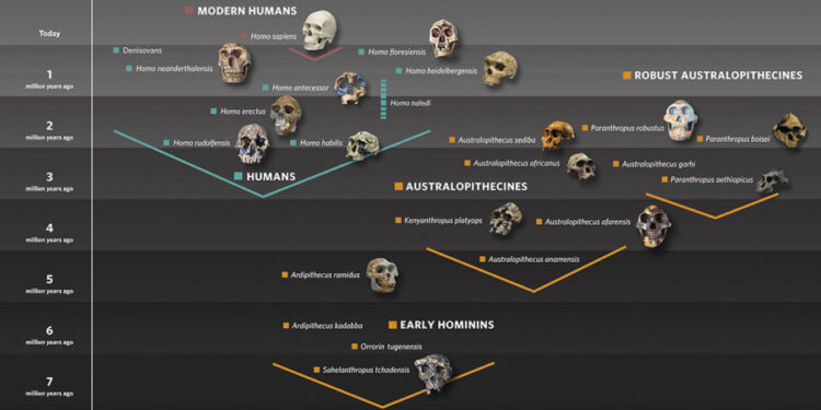 Loops of DNA Equipped Ancient Life To Become Complex