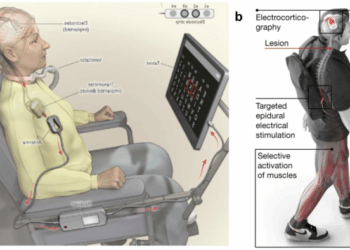 Neural activity helps circuit connections mature into optimal signal transmitters