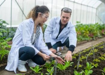 Optimizing food subsidies: Applying digital platforms to maximize nutrition