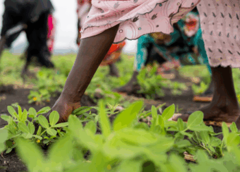 Study: Good management of aid projects reduces local violence