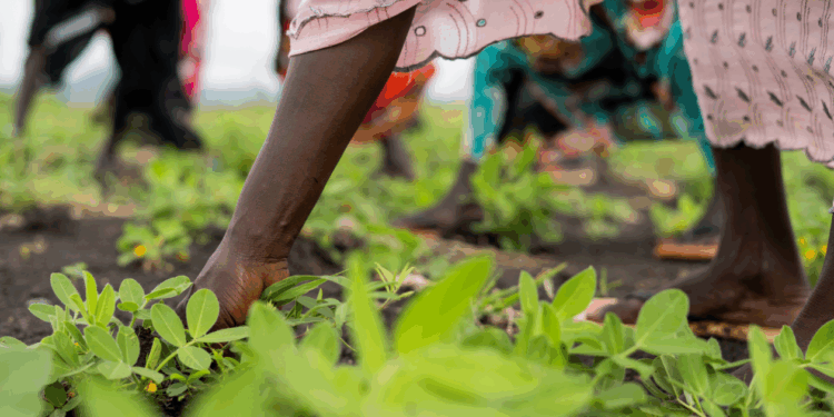 Study: Good management of aid projects reduces local violence