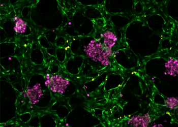 New tissue models could help researchers develop drugs for liver disease