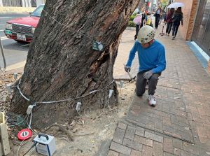 More trees where they matter, please