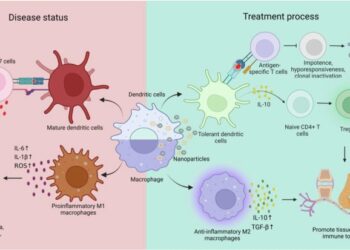 New vaccine platform promotes rare protective B cells