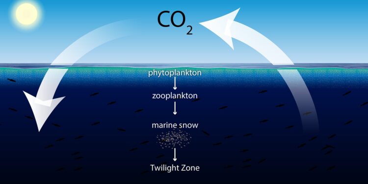 Understanding how “marine snow” acts as a carbon sink
