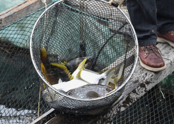 Fish enJoy Scheme catches on
