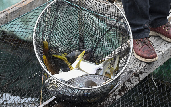 Fish enJoy Scheme catches on