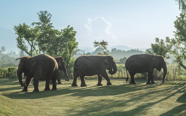 Bali Zoo Launches Elephant Explorer, A New Approach to Meaningful Elephant Encounters