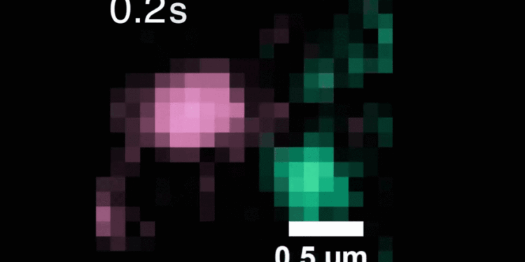 Single-molecule tracker illuminates workings of cancer-related proteins