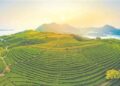 Xinhua Silk Road: Historic black tea brand drives rural prosperity in SE China’s Fujian