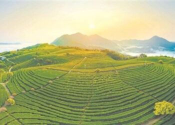 Xinhua Silk Road: Historic black tea brand drives rural prosperity in SE China’s Fujian