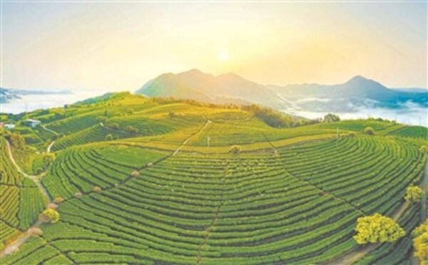Xinhua Silk Road: Historic black tea brand drives rural prosperity in SE China’s Fujian