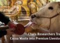 Chula Researchers Transform Cocoa Waste into Premium Livestock Feed