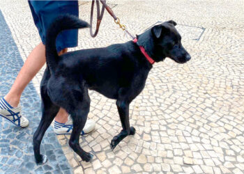 Over 980 eateries now allow dogs
