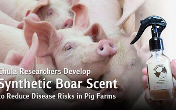 Chula Researchers Develop Synthetic Boar Scent Mimicking Natural Pheromones to Reduce Disease Outbreak Risks in Pig Farms