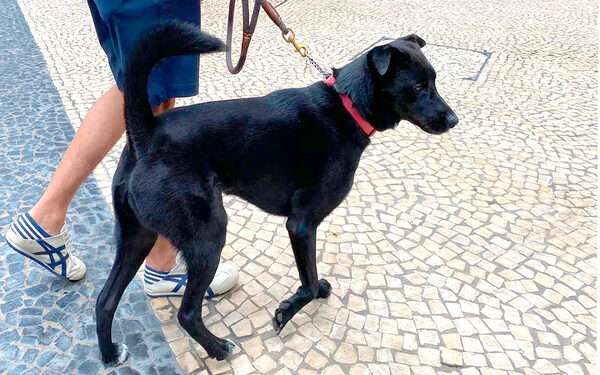 Dog control inspections stepped up