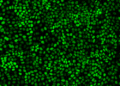 Cells pulse together as they grow — and malignant cells pulse the longest