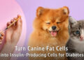 “From Canine Fat Tissue to Insulin-Producing Cells”: Chula Veterinary Researchers Offer New Hope for Diabetes Treatment in Pets