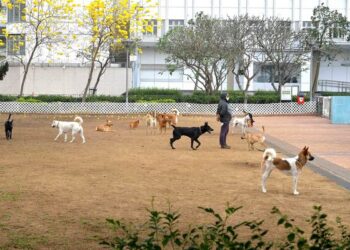 Operation targets unattended dogs