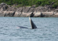 Bill seeks to protect cetaceans
