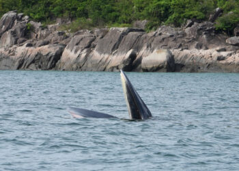 Bill seeks to protect cetaceans