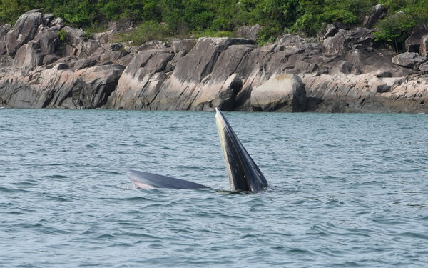 Bill seeks to protect cetaceans